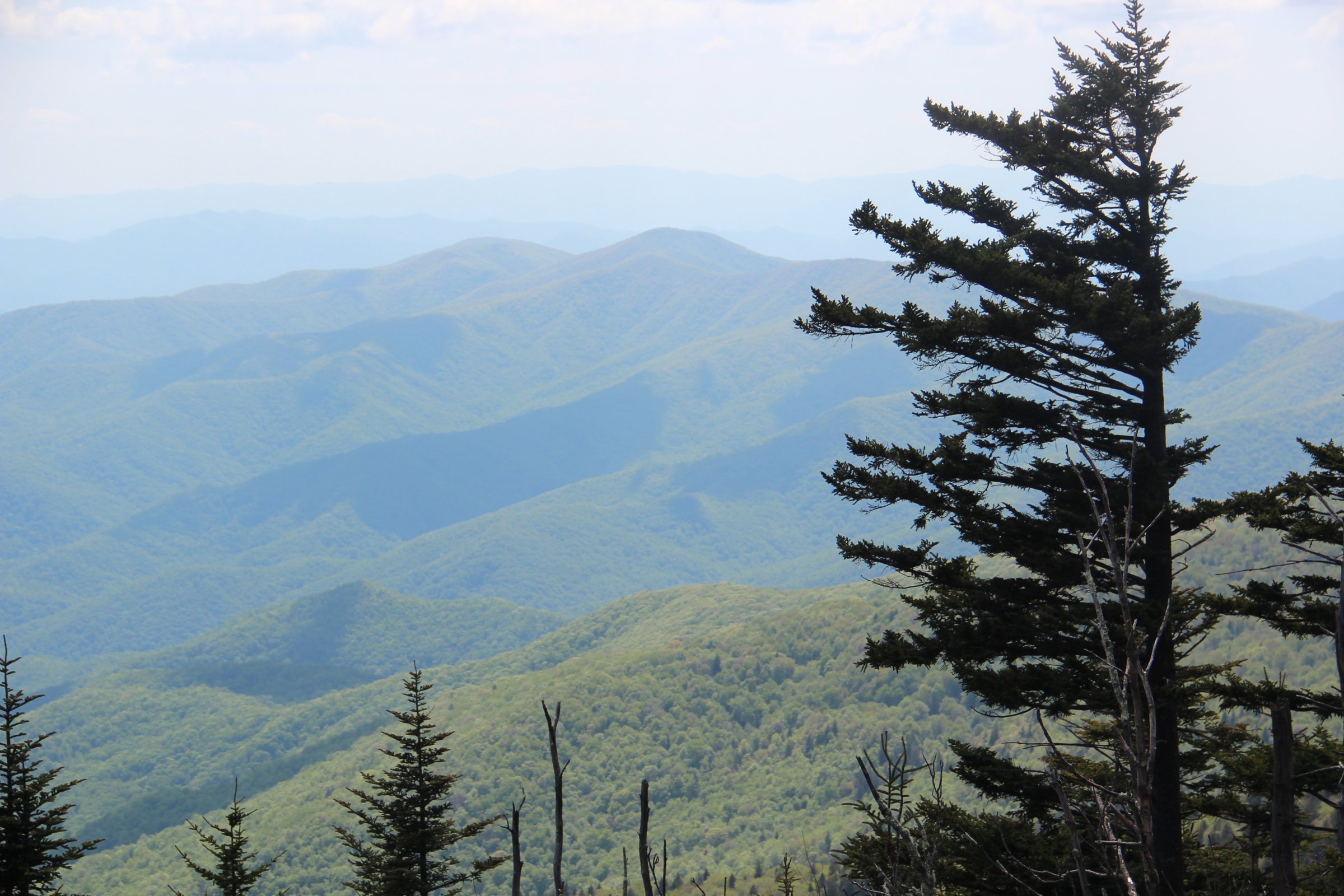 Layered blue ridges of the Great Smoky Mountains seen from Kuwohi (Clingmans Dome), with a spruce in the foreground