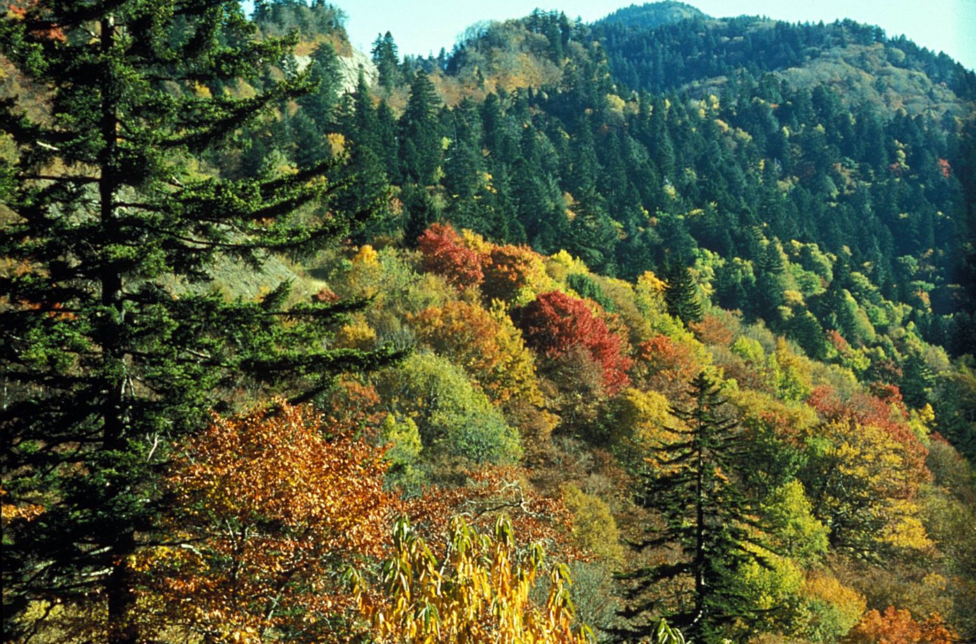 Autumn hardwoods and red spruce near Newfound Gap